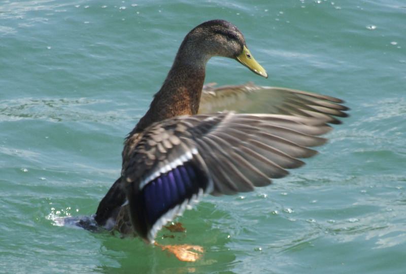 Flügelschlag einer Ente